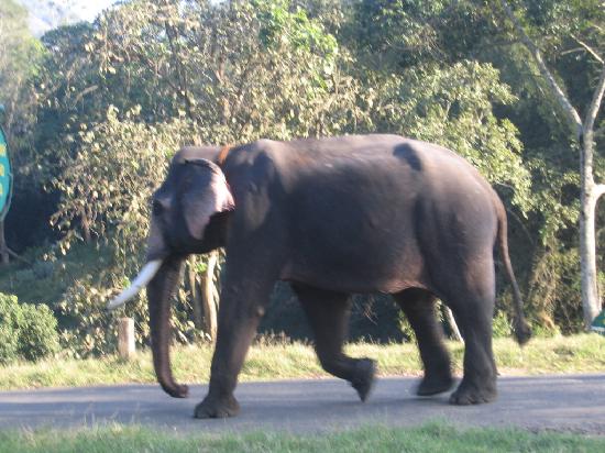 Annamalai Wildlife Sanctuary