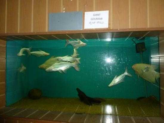 Aquarium
