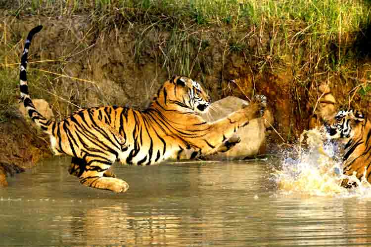 Sunderban