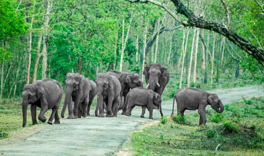 Bandipur National Park