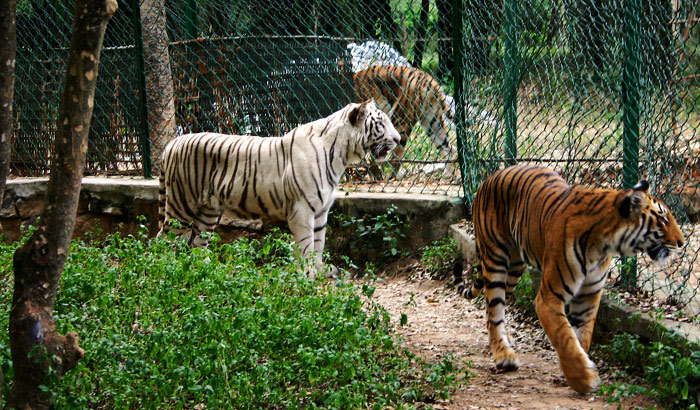 Zoo At Trivendram