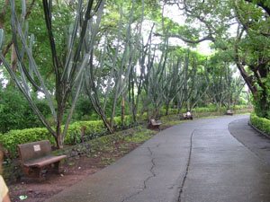 Aarey Milk Colony