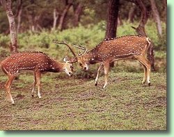 Bandhavgarh: Recalling The Past