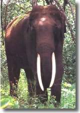 Bandipur: Evergreen Open Forest
