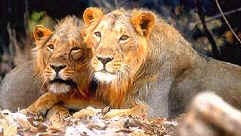 Gir: The Wild Palace Of The King