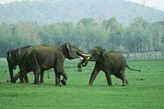 Corbett: The Wild Land Of Himalayas
