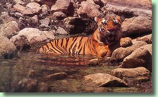 Kanha: The Density Of Fauna