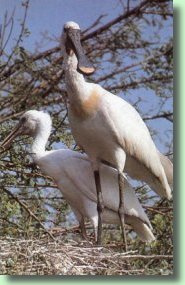 Keoladeo (Bharatpur): Exotic Migratory of Birds Sanctuary