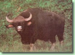 Manas: Blend Of Flora & Fauna