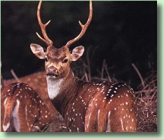 Periyar: Most Picturesque Reserve