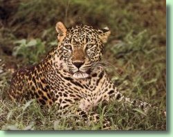 Sariska: The Home Of Tigers