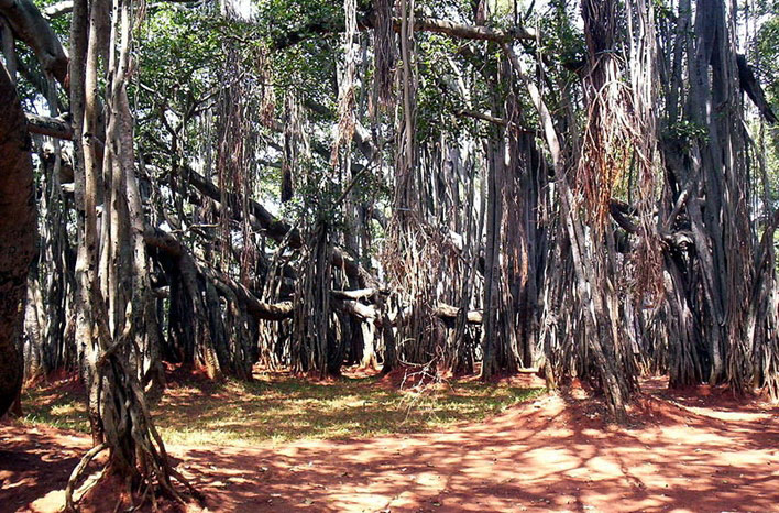 Big Banyan Tree