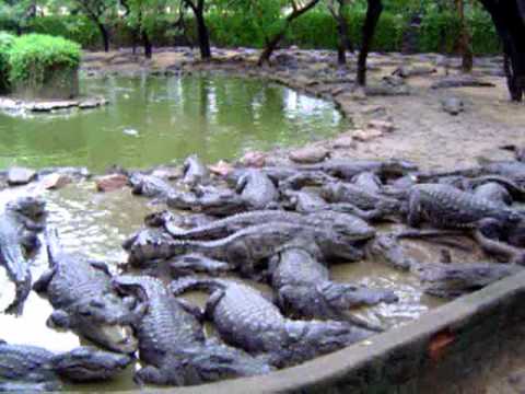 Crocodile Bank