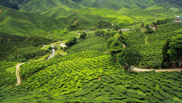 Darjeeling