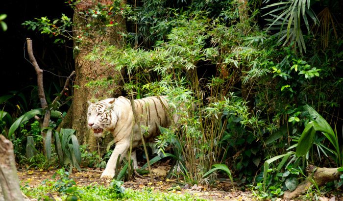 Jungle Visit