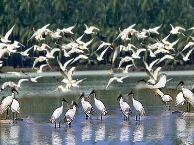 Kumarakom Bird Sanctuary