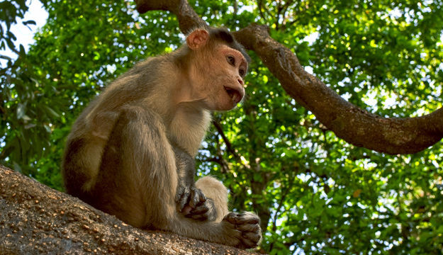 Molem Wildlife Sanctuary 