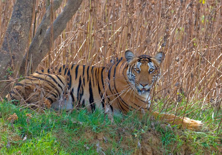 Nagarhole