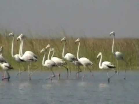 Nalsarovar