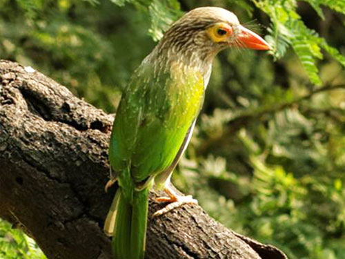 Nawabganj Bird Sanctuary