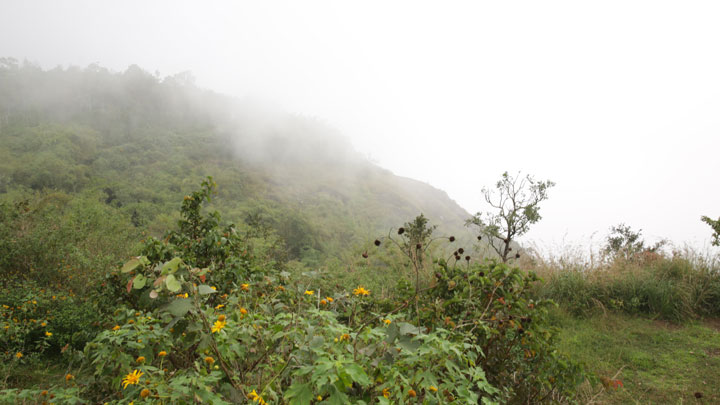 Pandikuzhi
