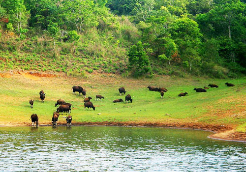 Periyar Wildlife Sanctuary