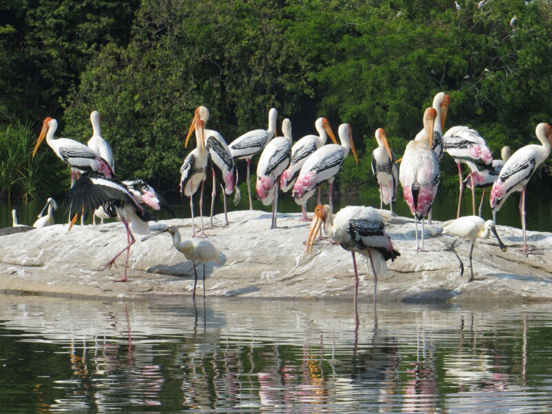 Ranganathittu Bird Sanctuary