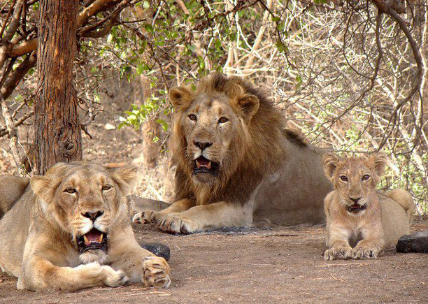 Sasan Gir