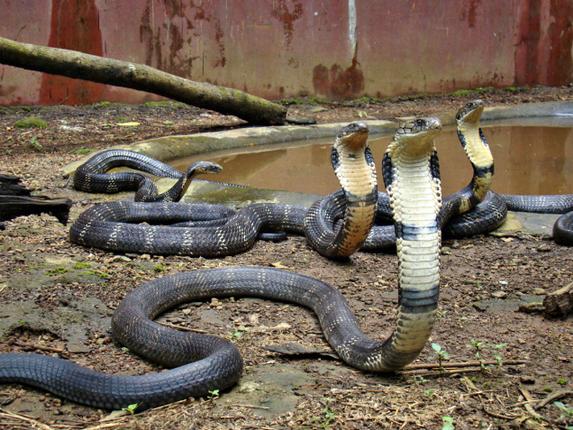 Snake Park