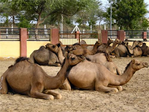 Camel Research & Breeding Farm