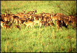 Herds of Deers, a very common sight of Corbett Tiger Reserve.