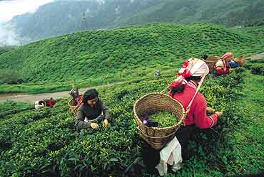 Tea Gardens