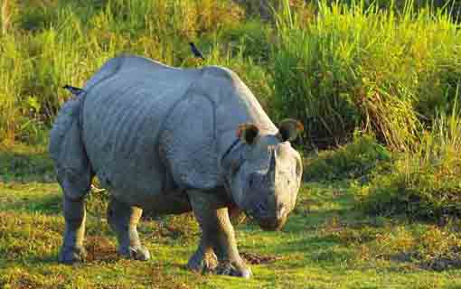 Jaldapara Sanctuary