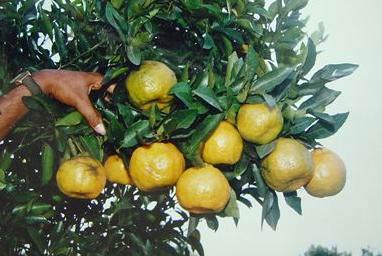 Central Orange and Coffee Research Station