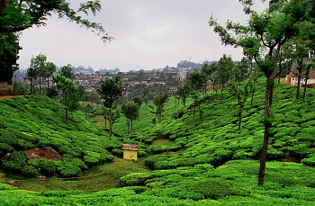 Coonoor