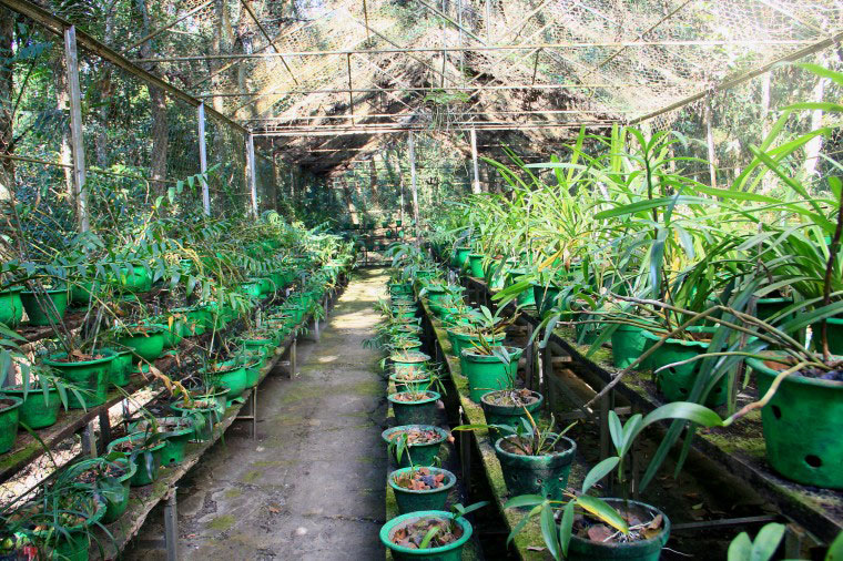 Orchidorium
