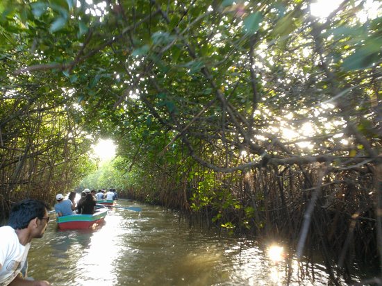 Pichavaram 