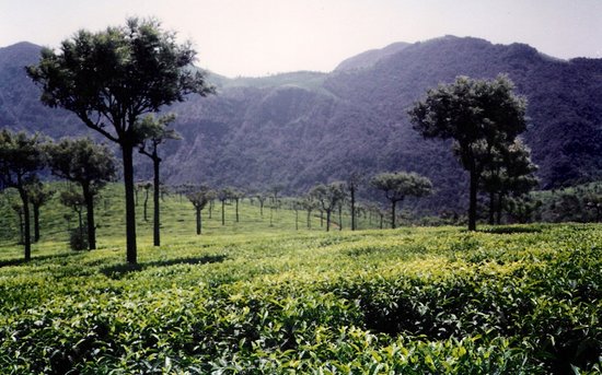 Ooty  